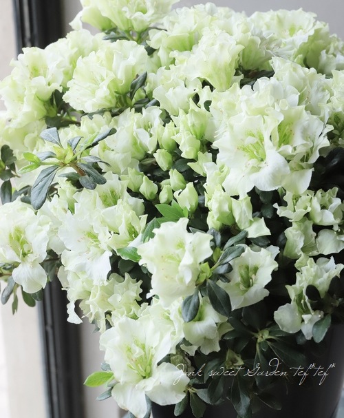 �٥륮�������쥢���إۥ�ƥ����Ρ� Lime Green