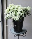 �٥륮�������쥢���إۥ�ƥ����Ρ� Lime Green