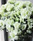�٥륮�������쥢���إۥ�ƥ����Ρ� Lime Green
