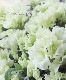 �٥륮�������쥢���إۥ�ƥ����Ρ� Lime Green