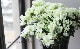 �٥륮�������쥢���إۥ�ƥ����Ρ� Lime Green