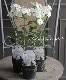 �ɺ��ե��å��� ���إԥʥ�����١��ۥ磻�Ȳ�