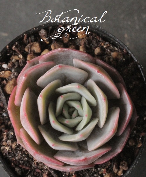 その他多肉植物 Natural Amazon.co.jp: 多肉植物No.110 八千代 綴化 9センチポット