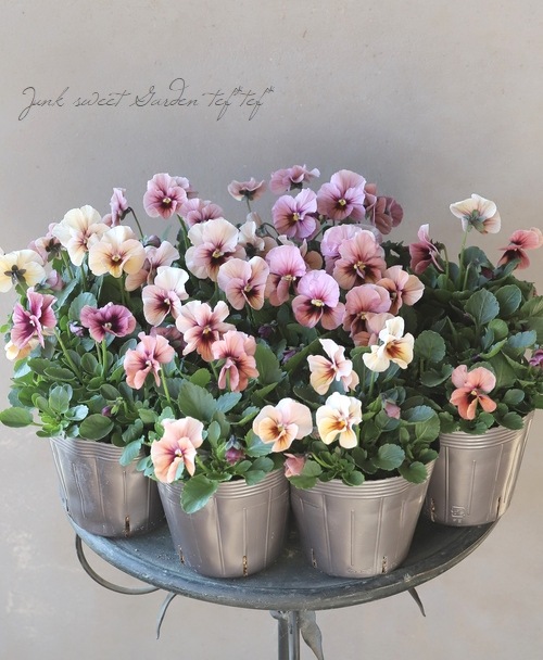 ☆育種うえたオリジナルビオラ 『ディアーナ』 スイートピンク 【A