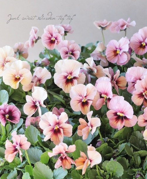 ����臘�������ꥸ�ʥ�ӥ��顡�إǥ������ʡ�  �������ȥԥ� ��A�����ס�