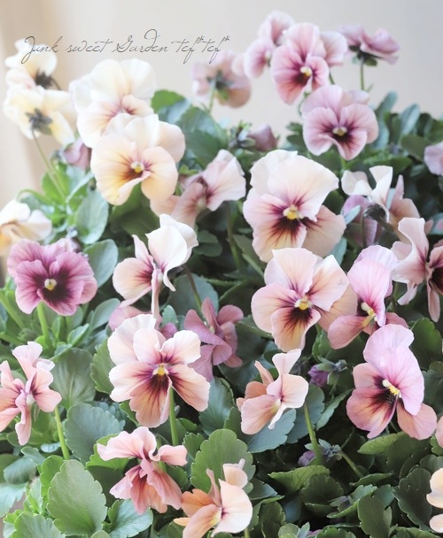 ����臘�������ꥸ�ʥ�ӥ��顡�إǥ������ʡ�  �������ȥԥ� ��A�����ס�