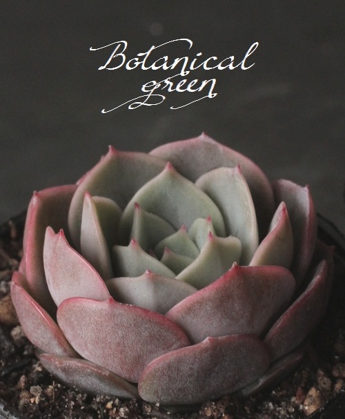 その他多肉植物 Natural nicori苗 ザラ牡丹(bonobono)x チワワエンシス 現物商品 - 多肉