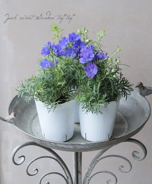 デルフィニウム・シネンシス 『デジタルブルー』 | すべての商品