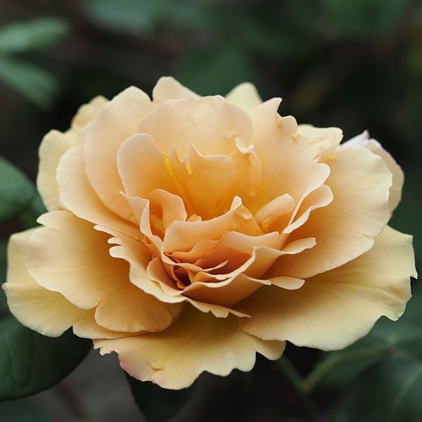 現品、つる薔薇の大苗※バタースコッチ 現品、つる薔薇の大苗※バタースコッチ 大苗】バラ苗 バタースコッチ