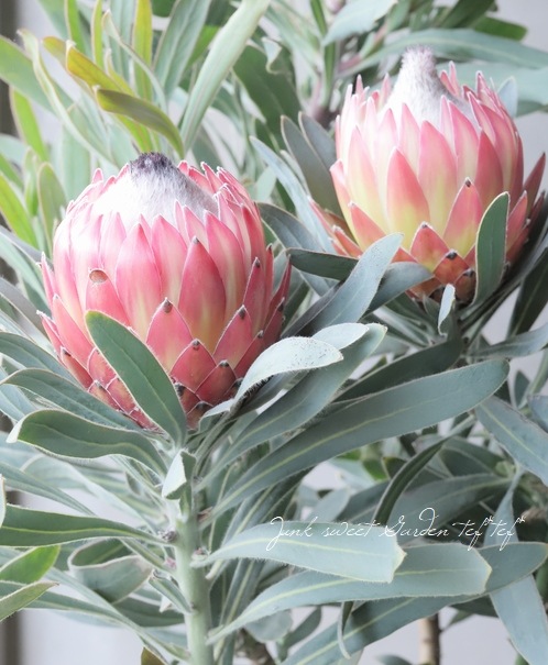 プロテア 『ポッサムマジック』 オーストラリアンプランツ 【B