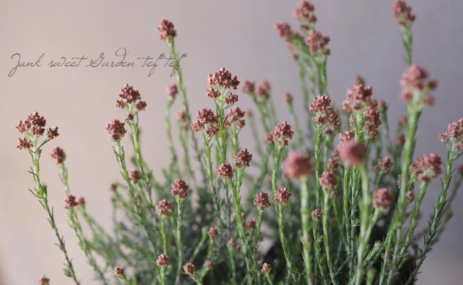 飯ブロッサム No 4103おず始終恰好専用 Whirledpies Com