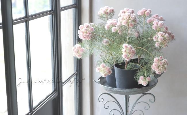 ジョーイセルリア 『プリティインピンク -Pretty in Pink-』 | すべて