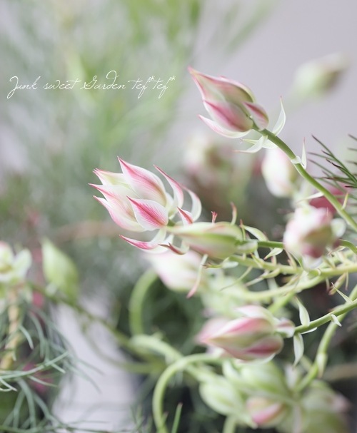 ジョーイセルリア 『プリティインピンク -Pretty in Pink-』 | すべて