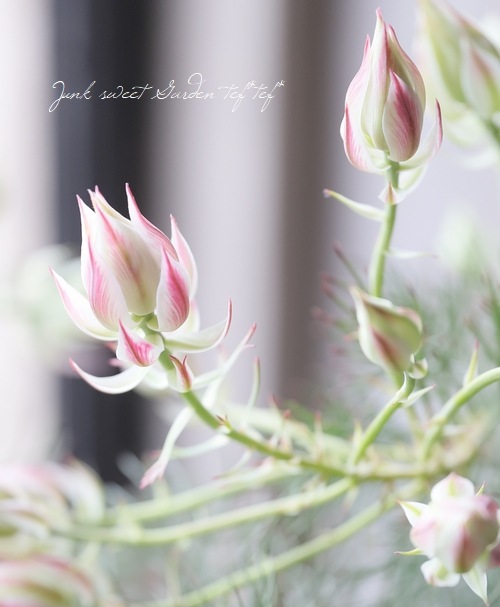 ジョーイセルリア 『プリティインピンク -Pretty in Pink-』 | すべて