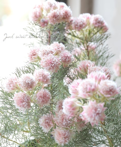 ジョーイセルリア 『プリティインピンク -Pretty in Pink-』 | すべて