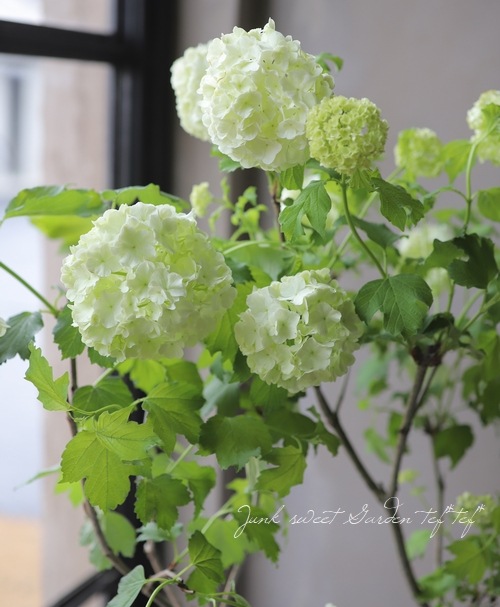 ビバーナム ビブルナム スノーボール Flower Species アジサイ Junk Sweet Garden Tef Tef