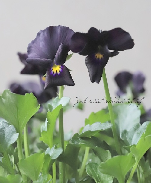 ○ゲブラさんオリジナルビオラ 『魅黒 -みくろ-』 | Flower Species