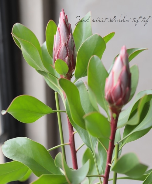 プロテア 『リトルプリンス』 オーストラリアンプランツ | すべての