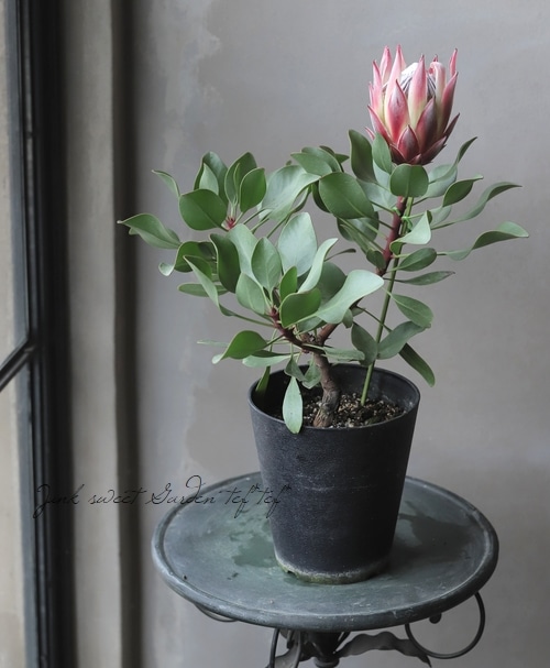 プロテア 『リトルプリンス』 オーストラリアンプランツ | すべての