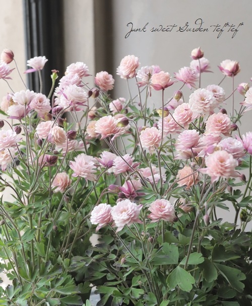 ��LUXURY SELECTION��tef*tef*���ꥸ�ʥ롪Ȭ�ź餭�����ޥ����إ��饷���륻�ԥ��� 2ǯ��1��ʪ��E��