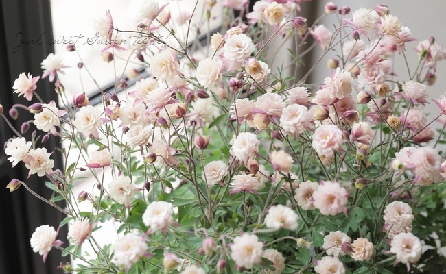 ��LUXURY SELECTION��tef*tef*���ꥸ�ʥ롪Ȭ�ź餭�����ޥ����إ��饷���륻�ԥ��� 2ǯ��1��ʪ��E��