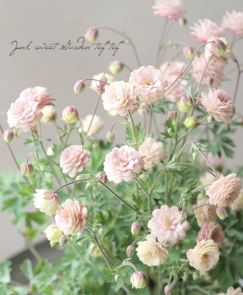 ��LUXURY SELECTION��tef*tef*���ꥸ�ʥ롪Ȭ�ź餭�����ޥ����إ��饷���륻�ԥ��� 2ǯ��1��ʪ��E��