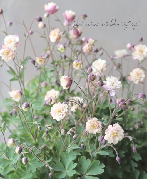 ��LUXURY SELECTION��tef*tef*���ꥸ�ʥ롪Ȭ�ź餭�����ޥ����إ��饷���륻�ԥ��� 2ǯ��1��ʪ��E��