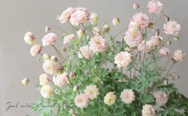 ��LUXURY SELECTION��tef*tef*���ꥸ�ʥ롪Ȭ�ź餭�����ޥ����إ��饷���륻�ԥ��� 2ǯ��1��ʪ��E��