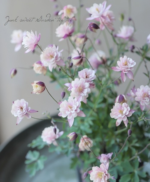 ��LUXURY SELECTION��tef*tef*���ꥸ�ʥ롪Ȭ�ź餭�����ޥ����إ��饷���륻�ԥ��� 2ǯ��1��ʪ��E��