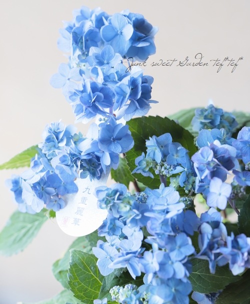 シマエナガ✧︎レジンコンタクトケース紫陽花 向日葵 シマエナガ レジン チャーム ✱ 紫陽花 シルバーサークル - メルカリ