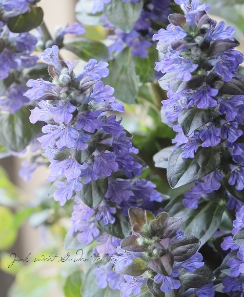 �����奬���إ�ץ��󥹡�