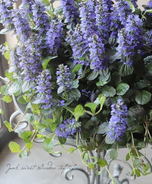 �����奬���إ�ץ��󥹡�