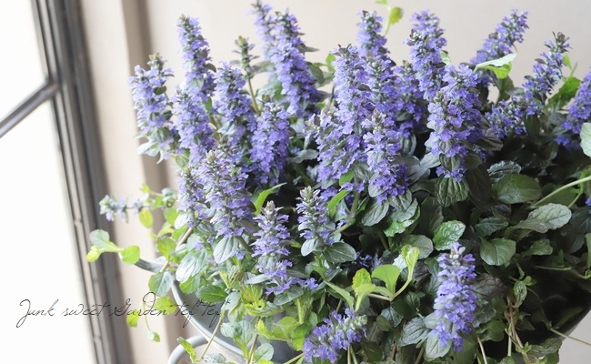 �����奬���إ�ץ��󥹡�