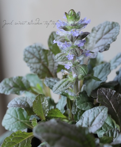 �����奬���إ�ץ��󥹡�