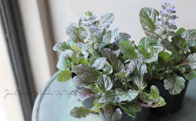 �����奬���إ�ץ��󥹡�