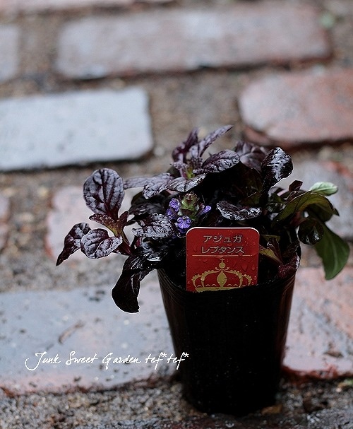 �����奬���إ�ץ��󥹡�