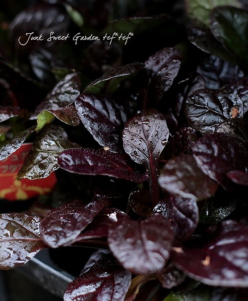 �����奬���إ�ץ��󥹡�