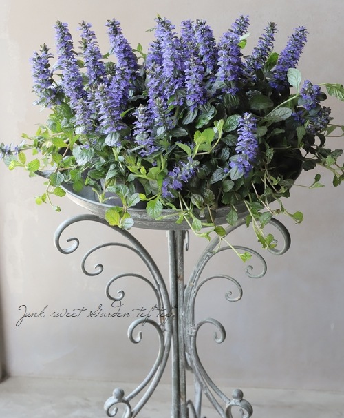 �����奬���إ�ץ��󥹡�