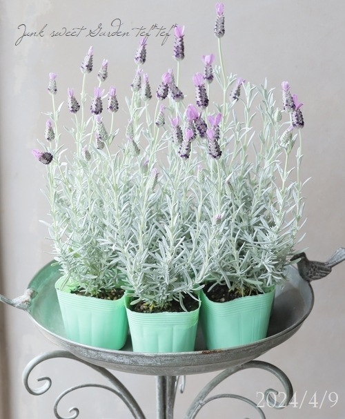 プラチナラベンダー 『シルバーアヌーク』 | すべての商品 | | Junk