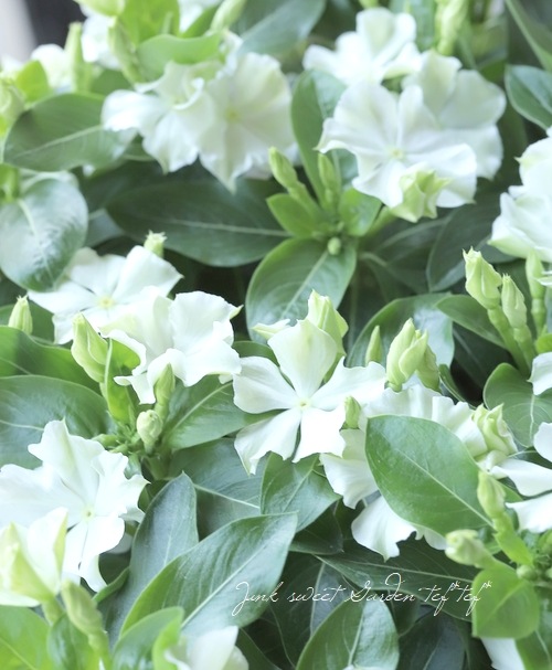 �������ݥ��ꥸ�ʥ�� �˥��˥��������إ��ޡ��ߥ�ȡ�