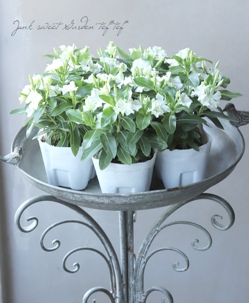 直観　英語版　状態ニアミント以上~ミント　超美品個体　その2 Amazon | 【指定第2類医薬品】ニコチネル スペアミント 50個