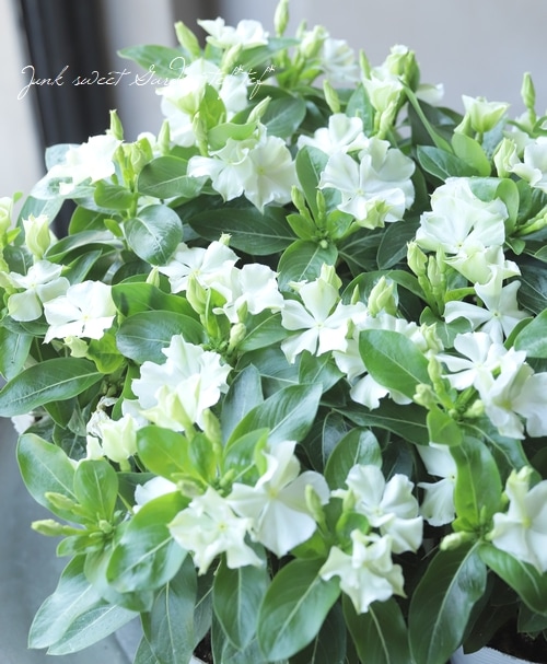 北島園芸オリジナル】 ニチニチソウ 『サマーミント』 | すべての商品