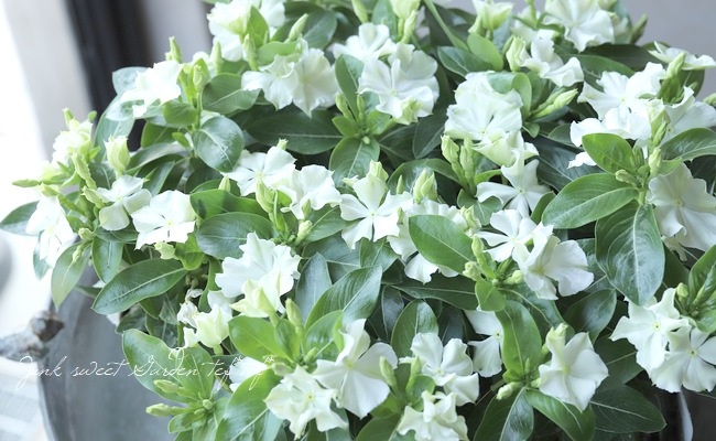 �������ݥ��ꥸ�ʥ�� �˥��˥��������إ��ޡ��ߥ�ȡ�