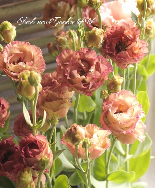 トルコキキョウ ユーストマ苗 アンバーダブルモヒート16本