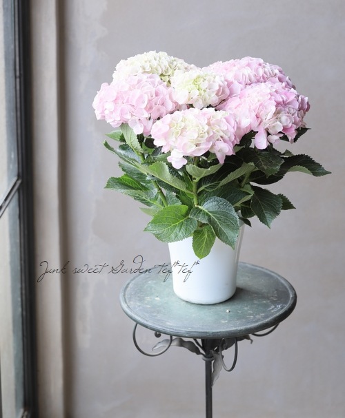 紫陽花 『エイミー』 | すべての商品 | | Junk sweet Garden tef*tef*