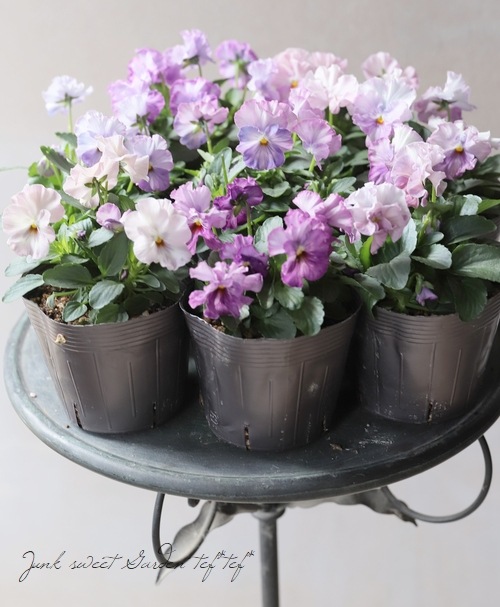 臘ꥸʥӥ顡إ17 2021ǯʼ