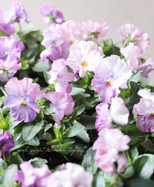 臘ꥸʥӥ顡إ17 2021ǯʼ