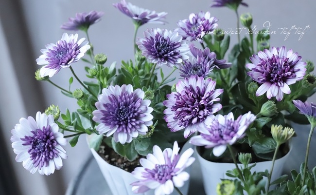 八重咲きダブル・オステオスペルマム 『ダークバイオレットホワイト