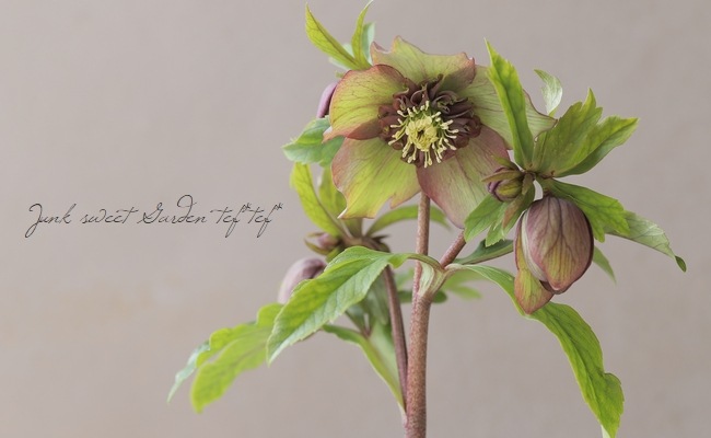 花郷園】 クリスマスローズ 『ミーサ』 | すべての商品 | | Junk sweet