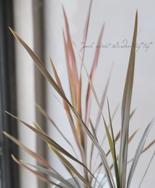 コルジリネ 『コーヒークラシック』 | すべての商品 | | Junk sweet